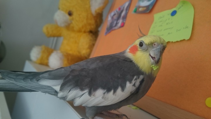 angry birds ? ? ? ? ?