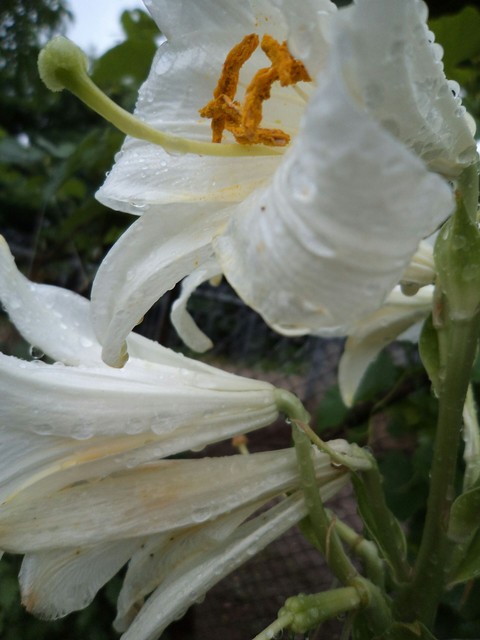 imperial lily