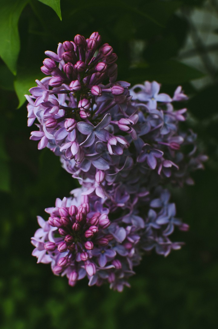 Syringa Lilac Flowers