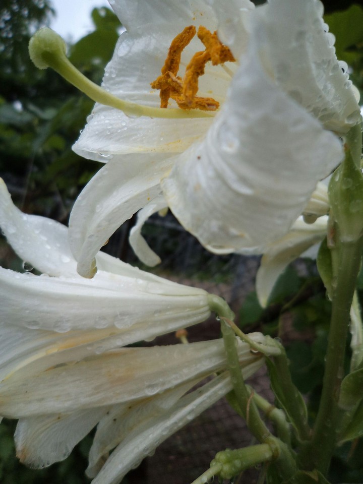 imperial lily