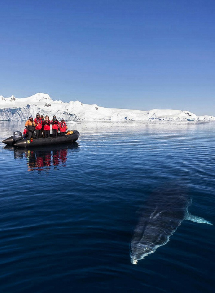 Whale Watchers in Antarctica ??