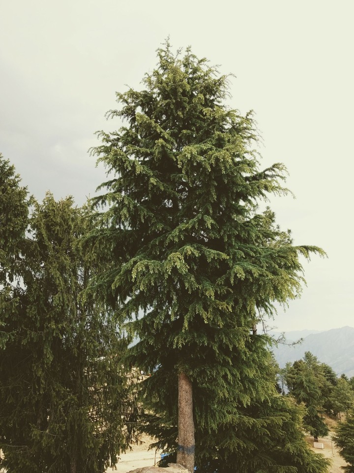 Trees in kufri