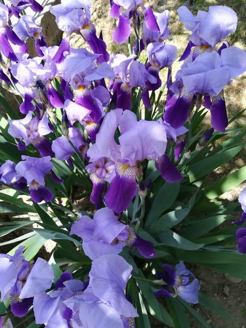 Iris.