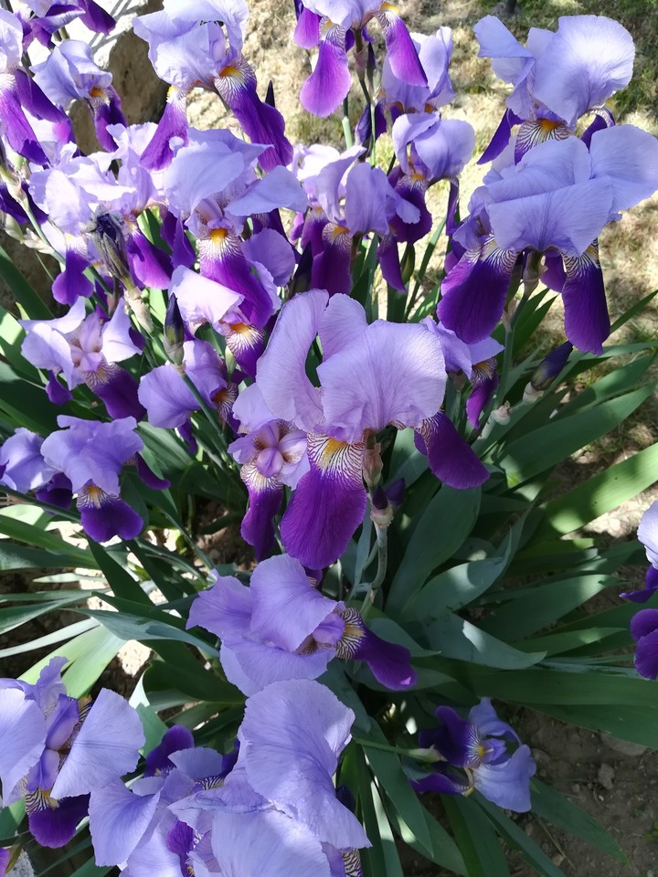 Iris.