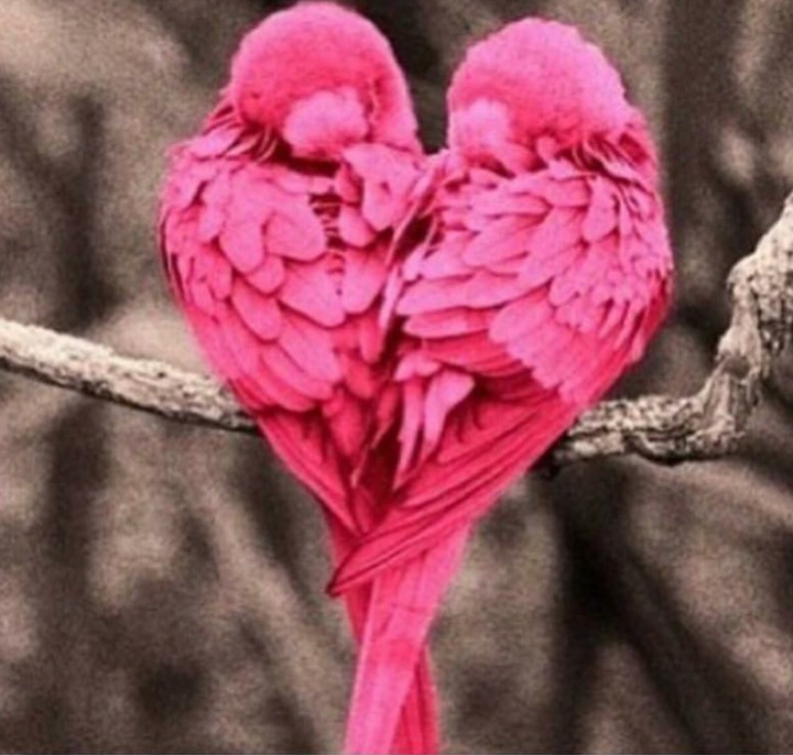 two birds form a heart❤