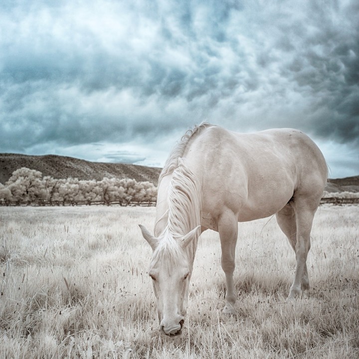 cheval