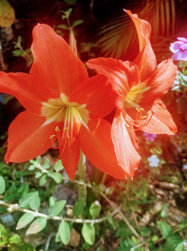 flores