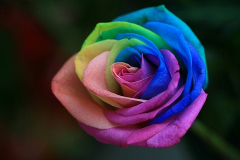 Rose⚘