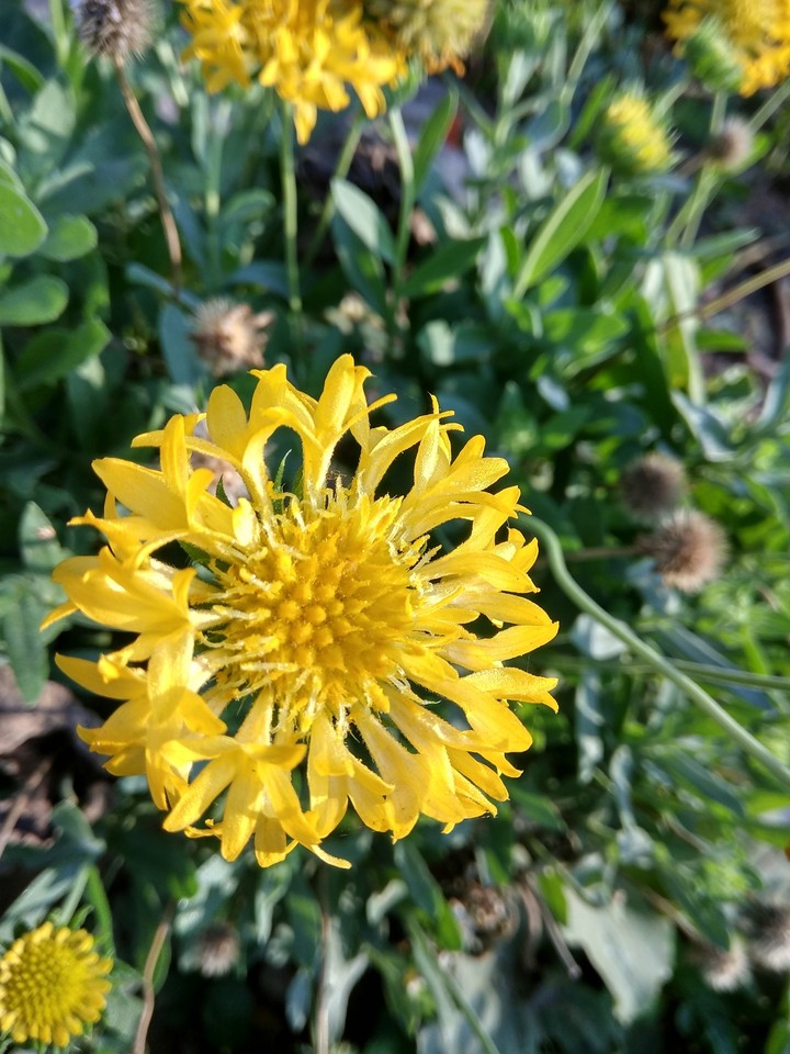 nature #mobilephotography.......