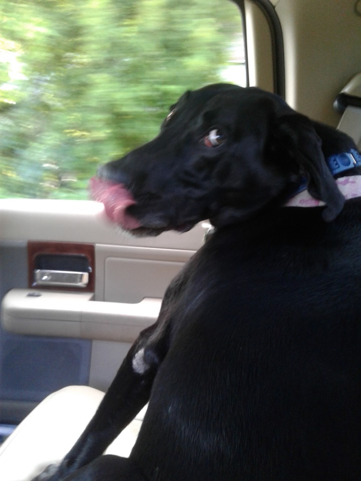 My dog Lacy