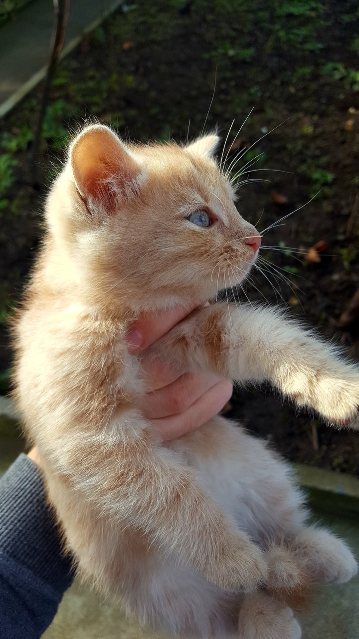 kitty