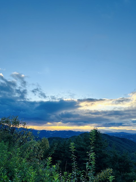 fondos de pantalla tree, landscapes