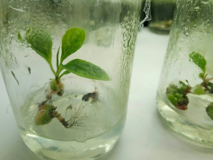 Plant tissue culture