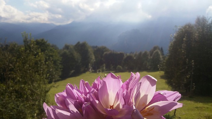 Flower & Trees