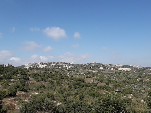 fondos de pantalla plant, landscapes