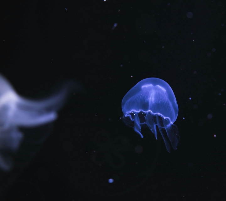 Jelly fish
