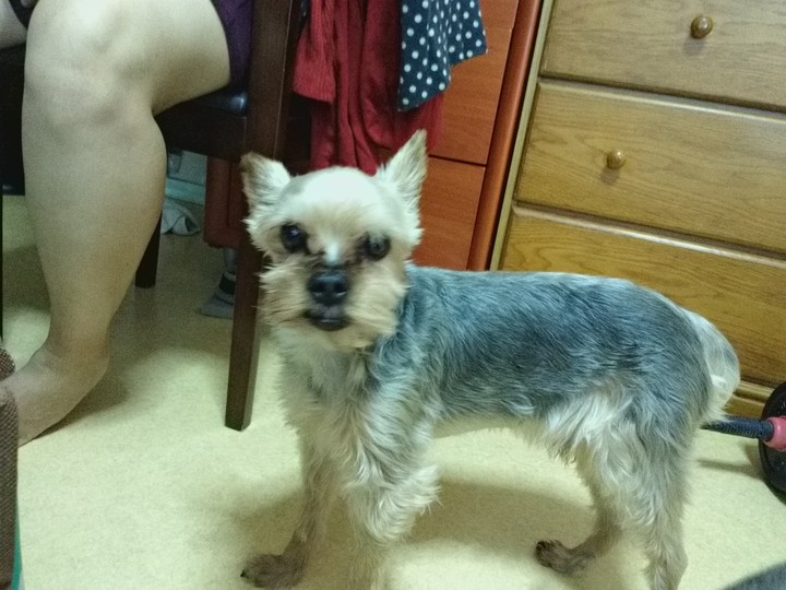 dog