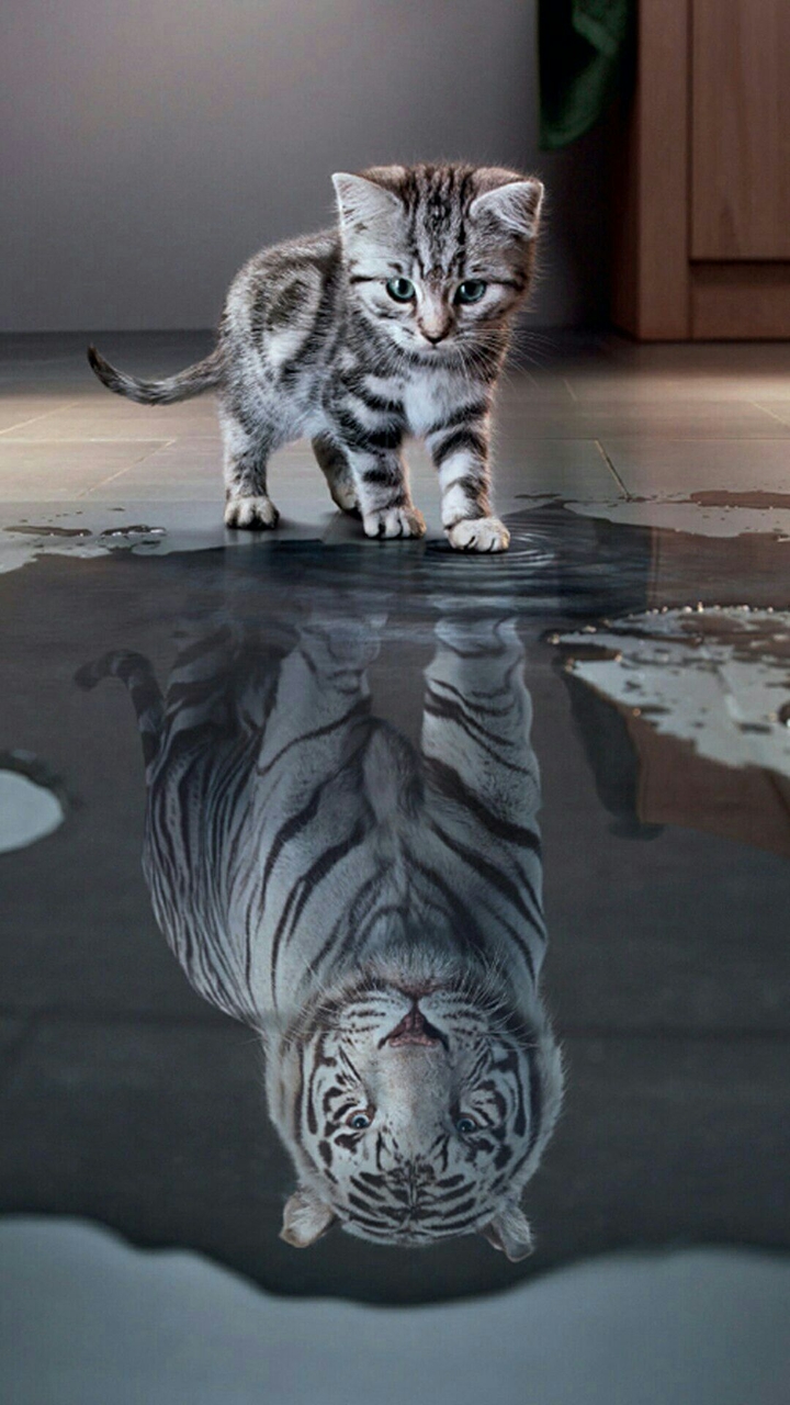 Telegram=@wallpapers_phone_pc