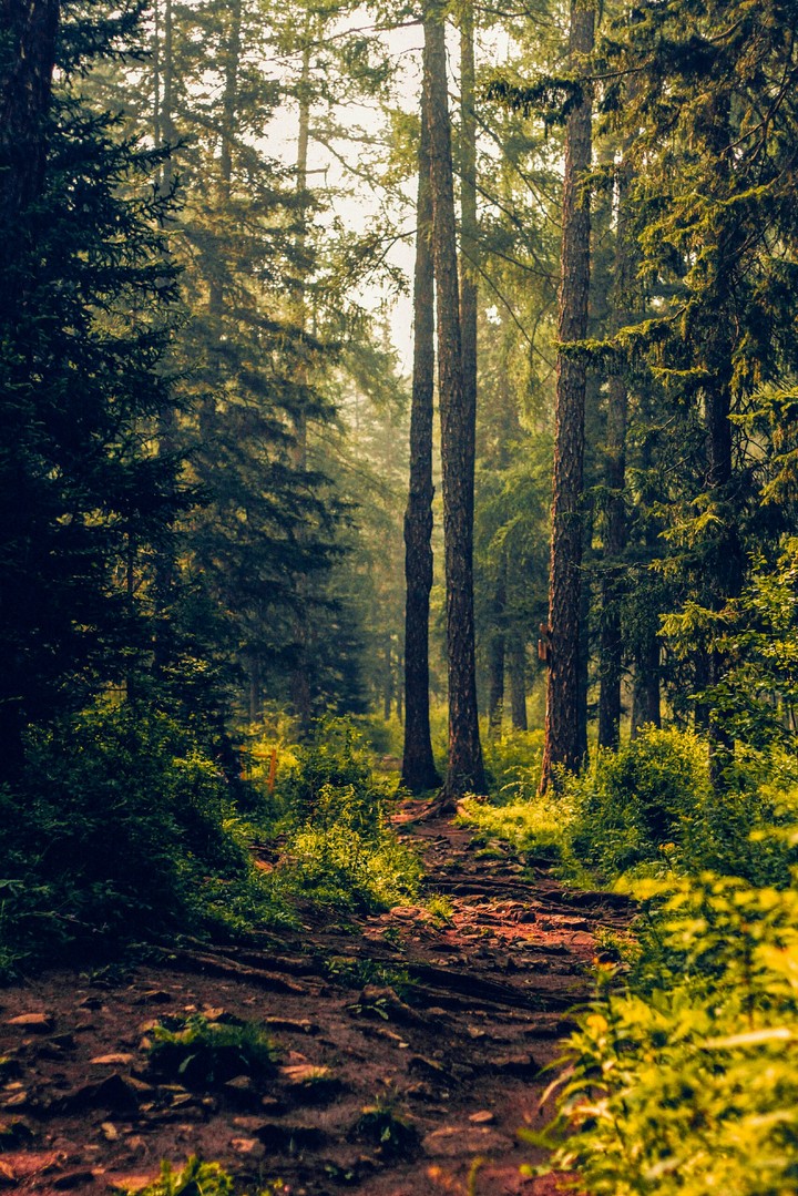 #forest#