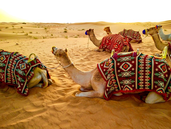 toommany camels sit at desert