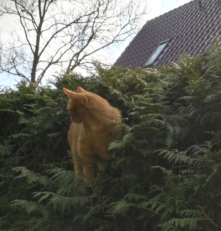 Charlie, der kleine Räuber ?