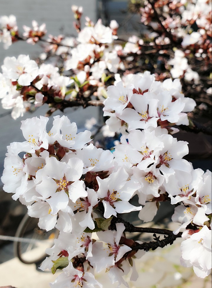 Cherry blossom