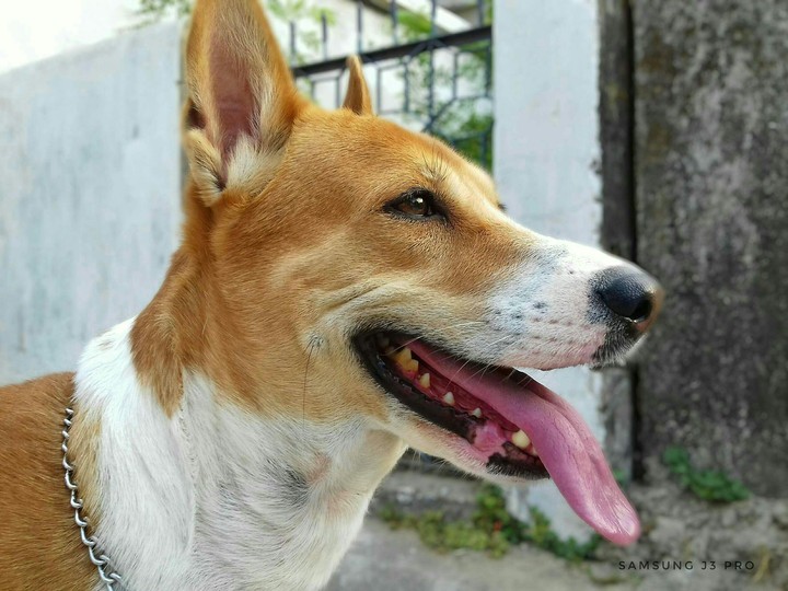 hachiiiiiiii