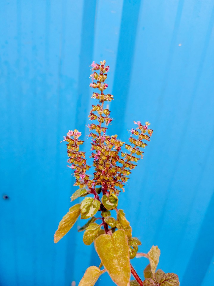 holy basil(tulsi)