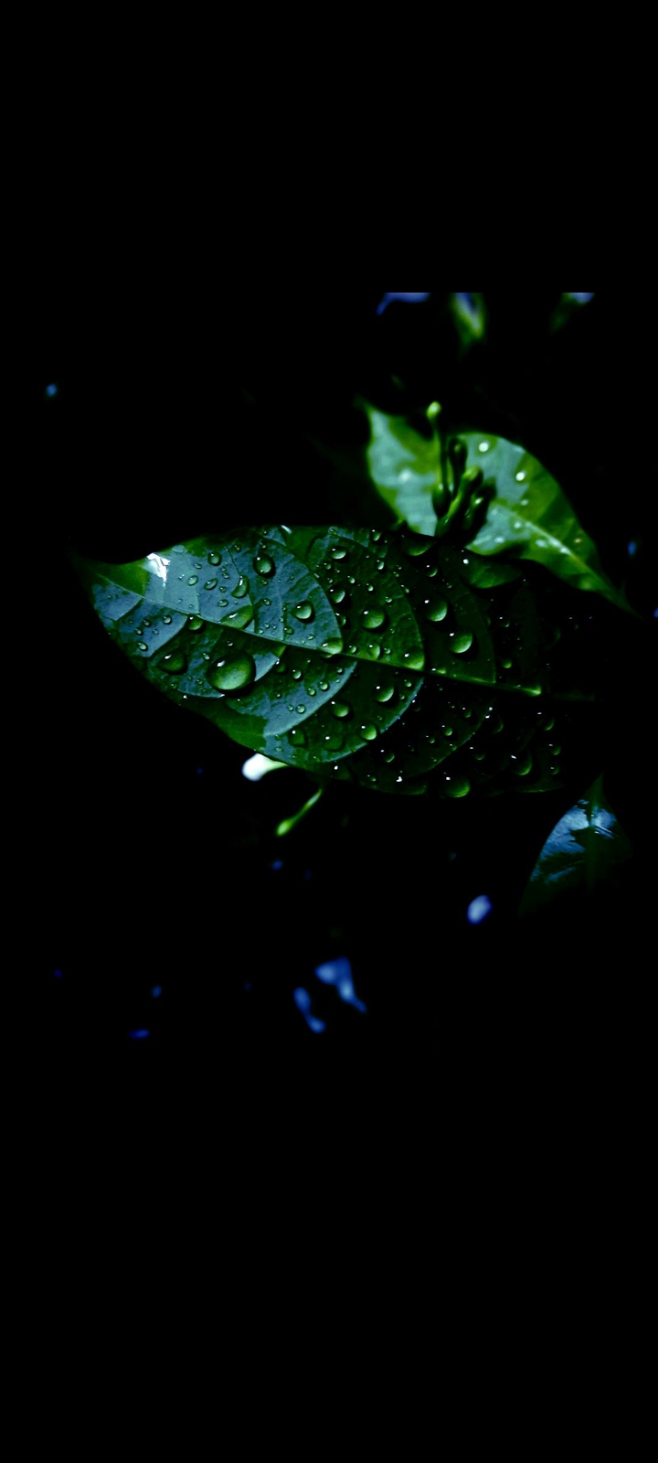 leaf