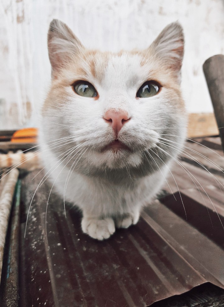 кот