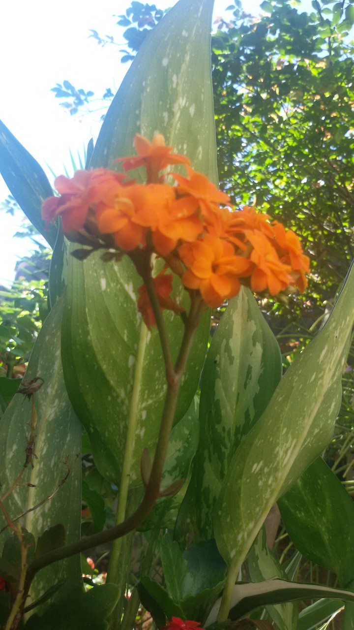Orange flower!!!