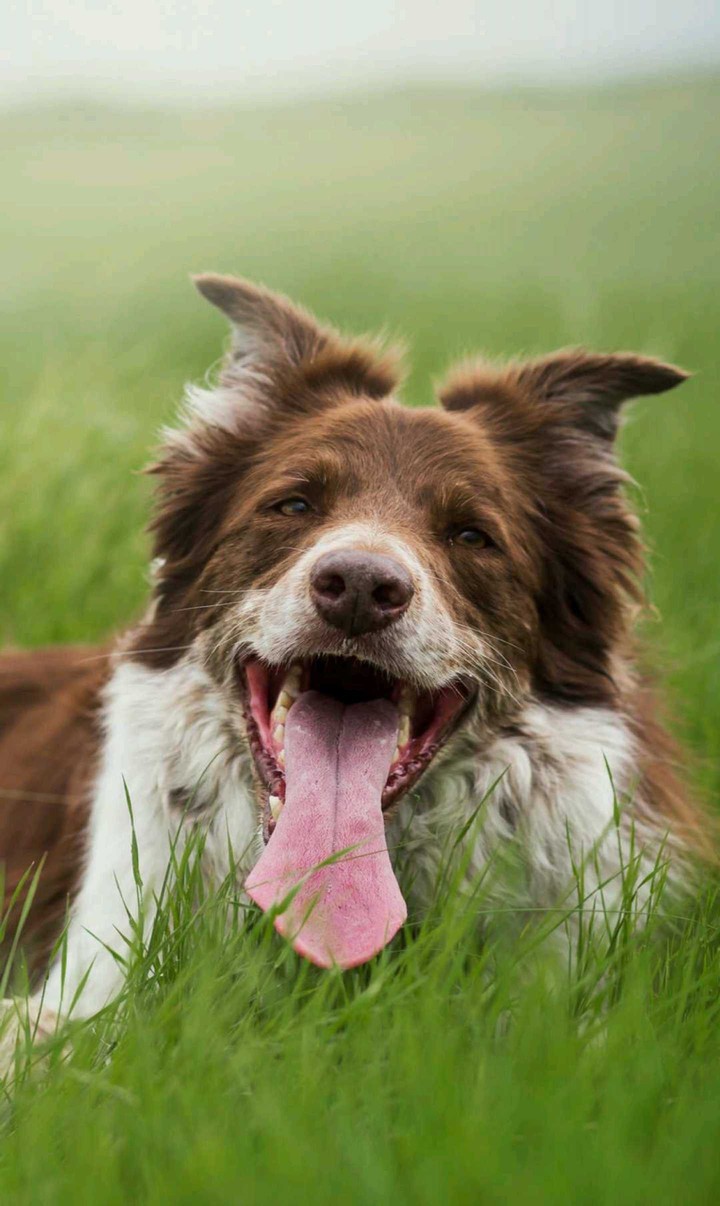 That fetch game has me hot and tired