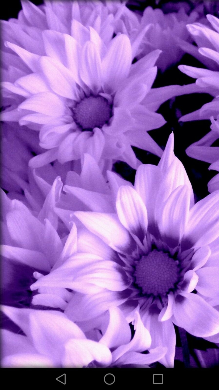 Purple flowers