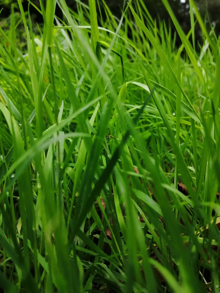 gras