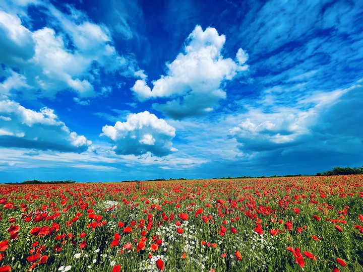 poppies