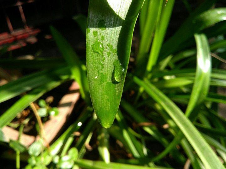 Life Of A Leaf