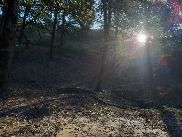 forest