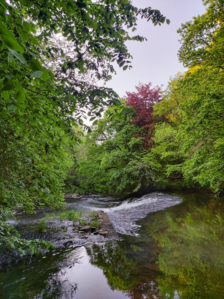 red tree in green