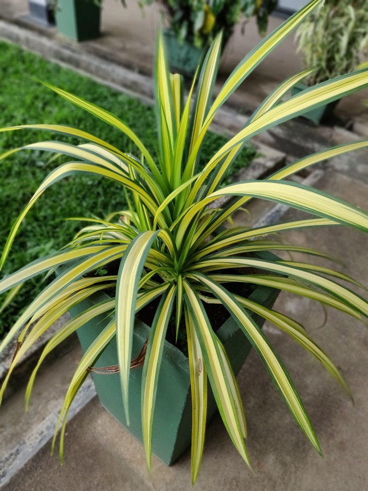 Awesome plant