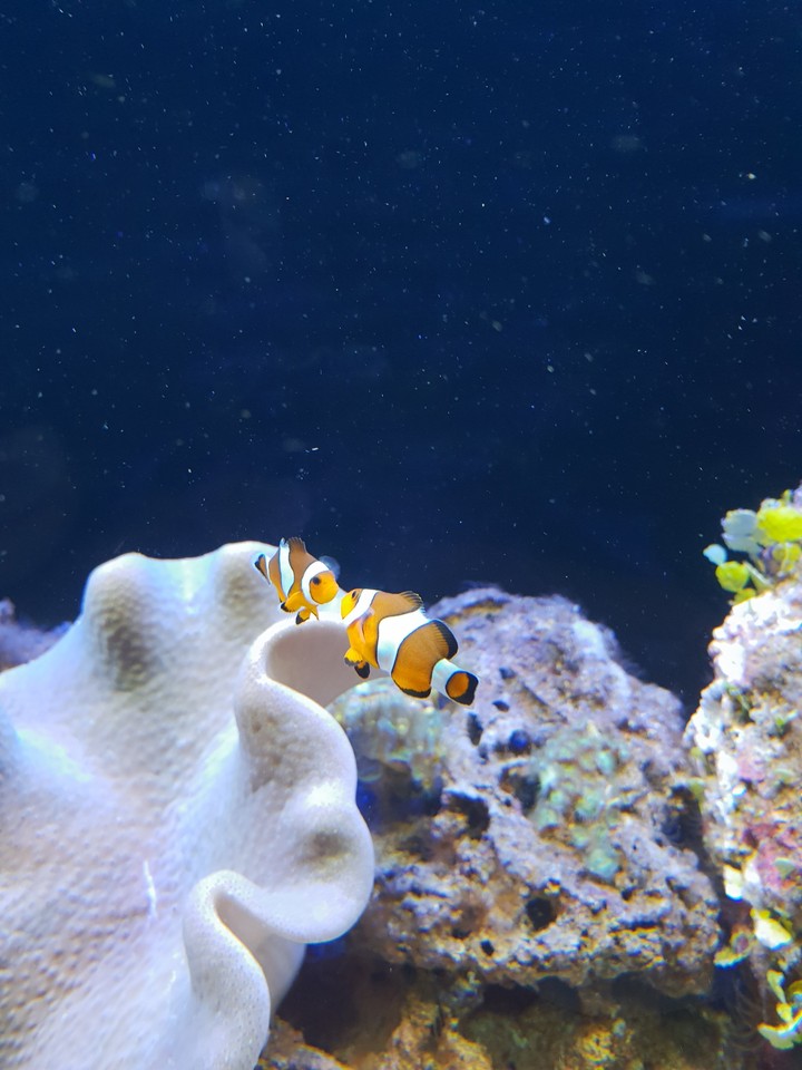 clown fish