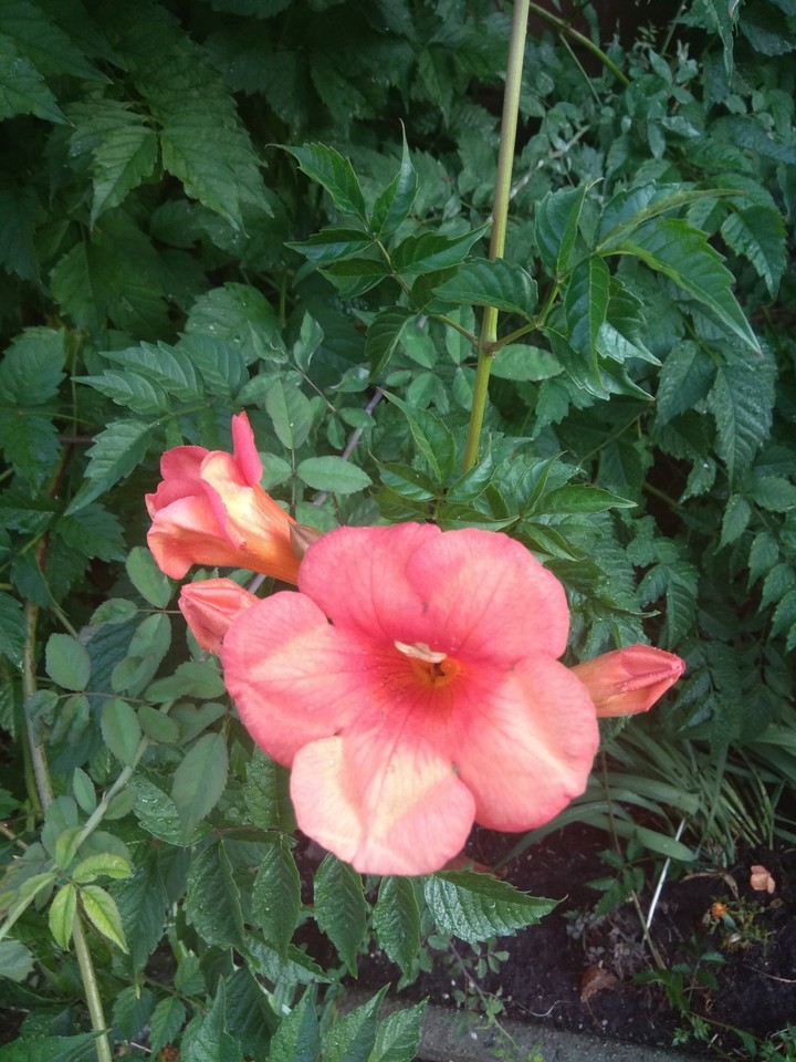 trompetenblume