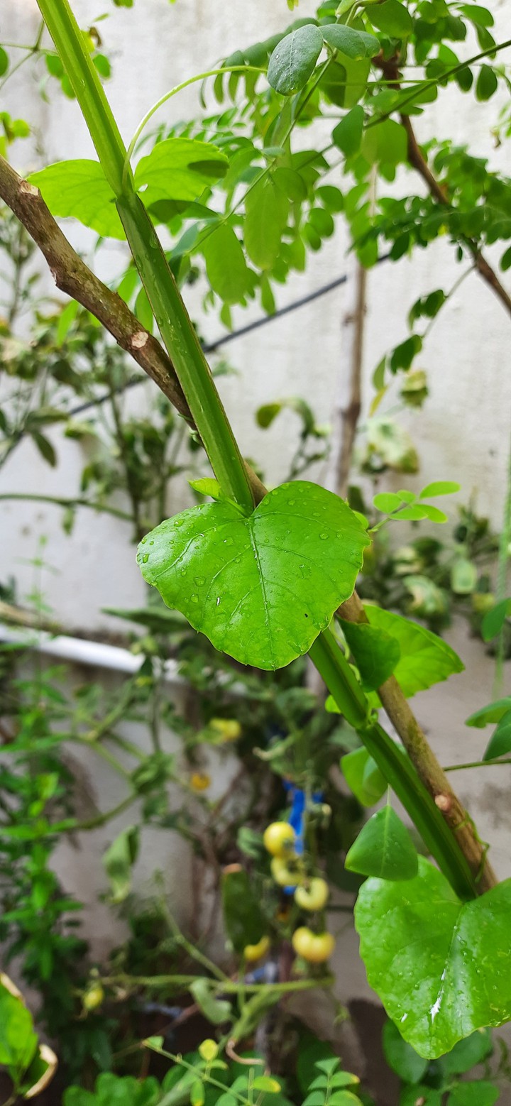 Plant