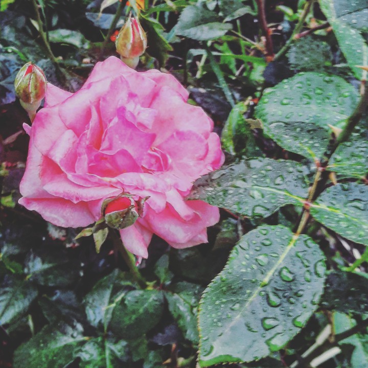 rose