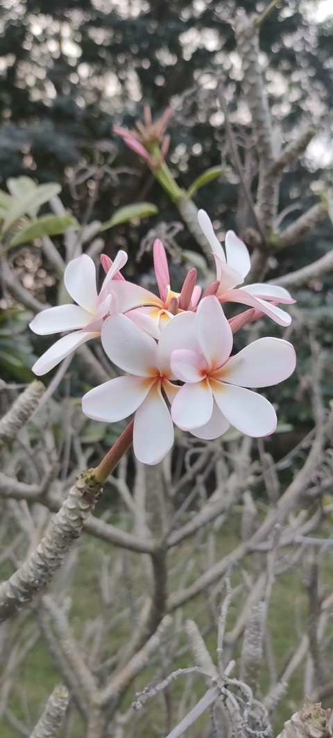white flowers