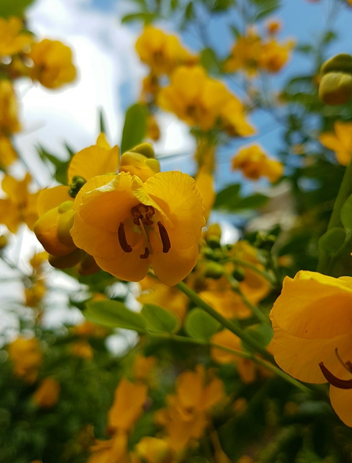 yellow flower