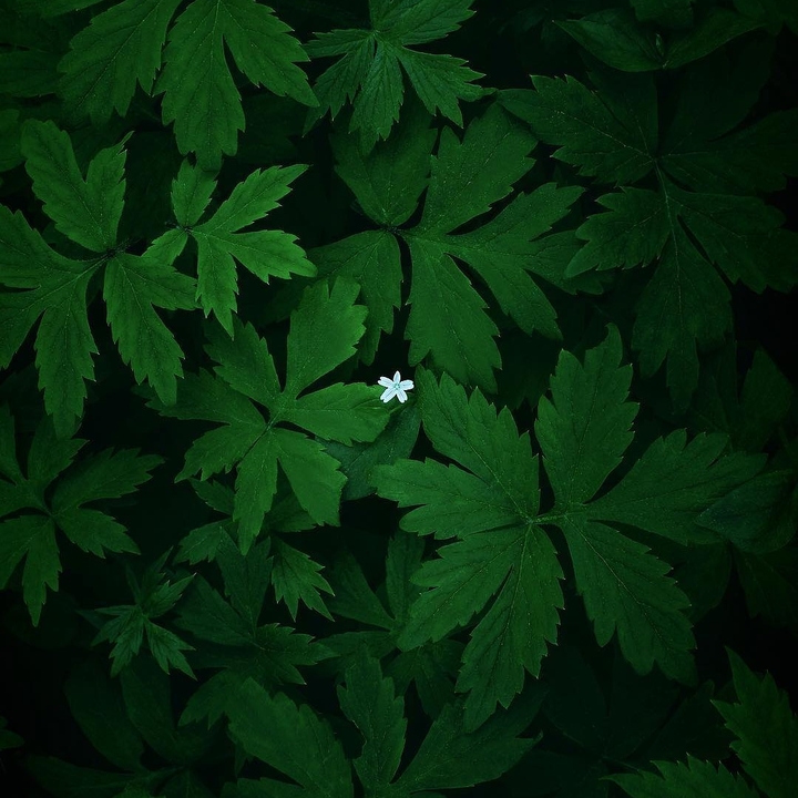 flowe