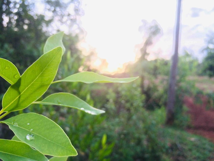 Green Leaves