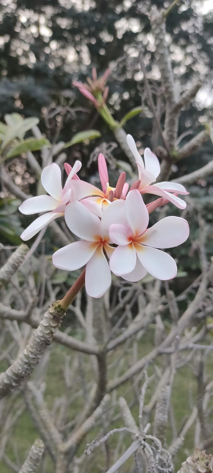 white flowers