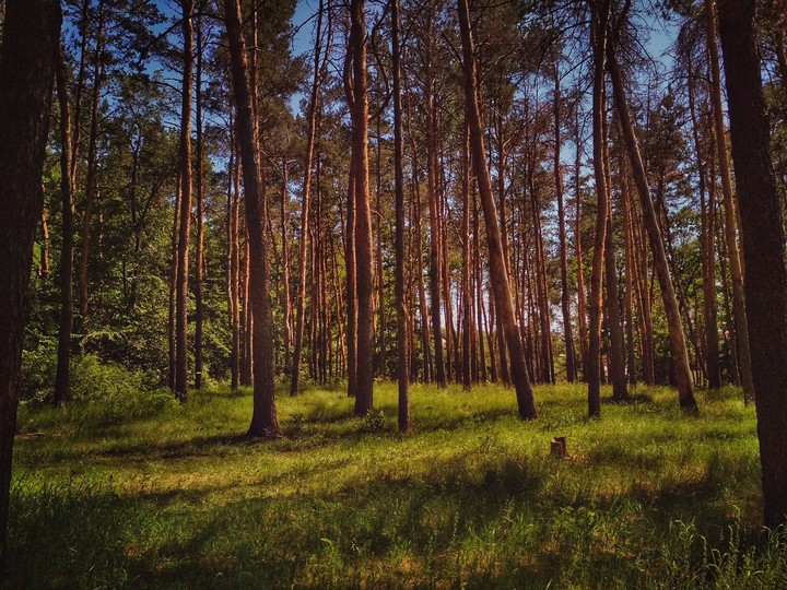 ∆Forest∆