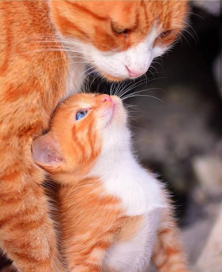 mother love